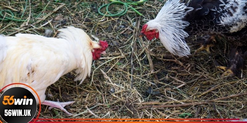 Bật mí kinh nghiệm cá cược chọi gà Thái Lan hiệu quả