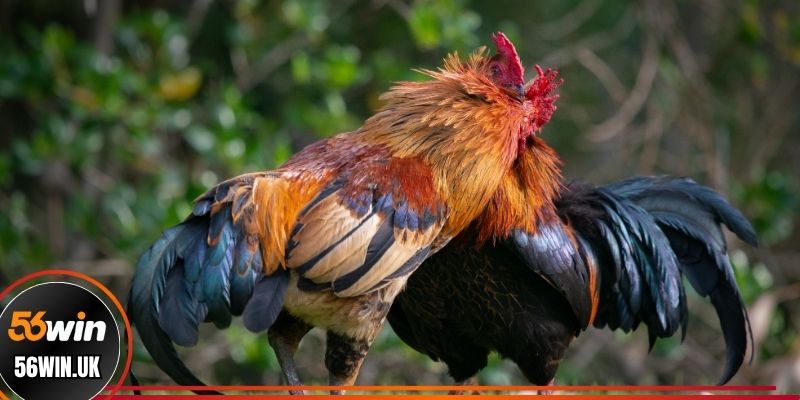 Bật mí kinh nghiệm cá cược gà đòn hiệu quả