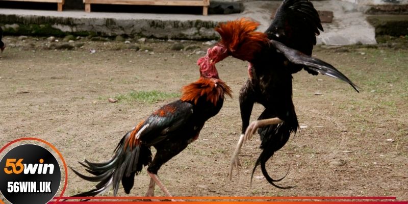 Các hình thức đá gà Azpro hiện có