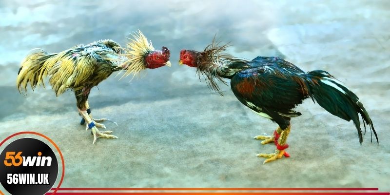 Chi tiết luật trong các trận chọi gà đòn