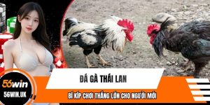 Đá Gà Thái Lan - Bí Kíp Chơi Thắng Lớn Cho Người Mới