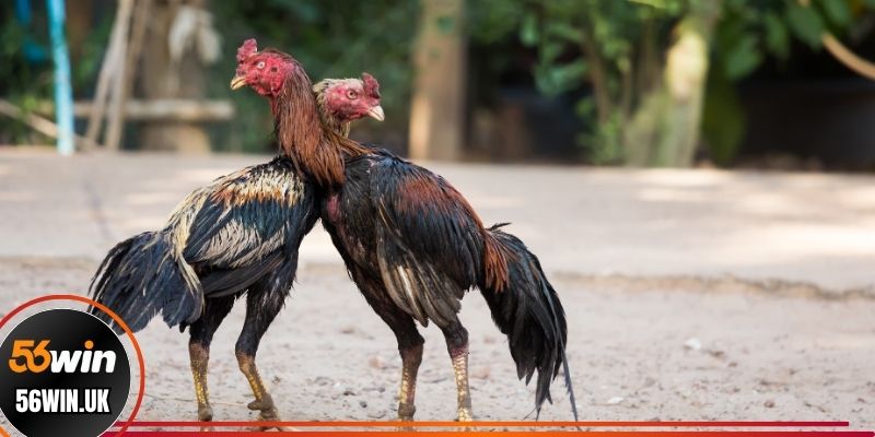 Đá gà Thái Lan và những điều cần biết