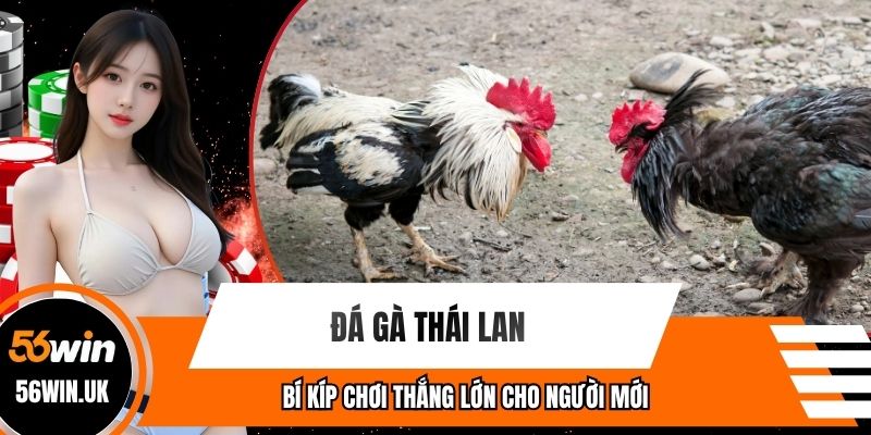 Đá Gà Thái Lan - Bí Kíp Chơi Thắng Lớn Cho Người Mới
