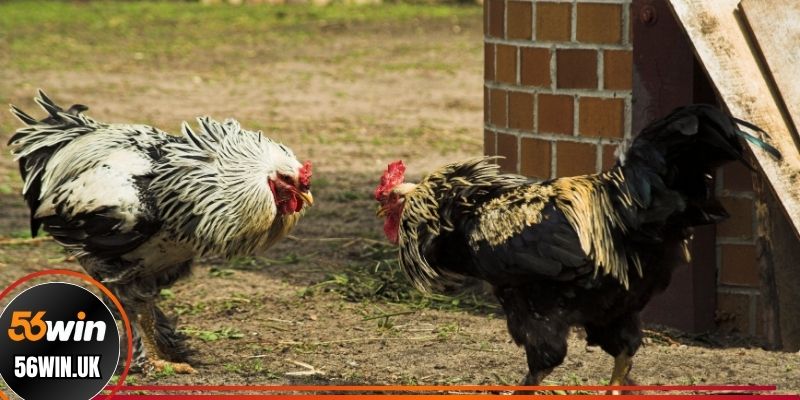 Lợi ích nhận được khi cá cược đá gà tại 56win