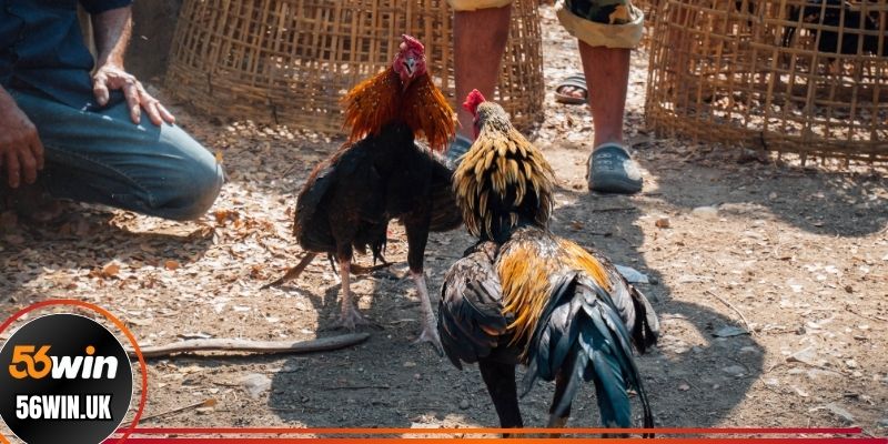 Tìm hiểu chung về loại hình đá gà đòn