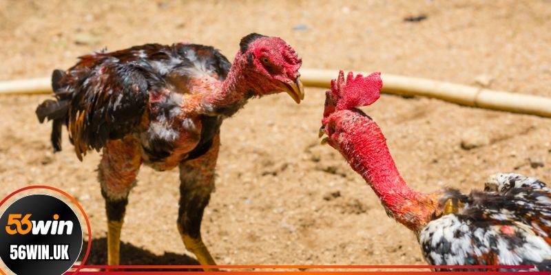 Trực tiếp đá gà Azpro và thông tin cần nắm