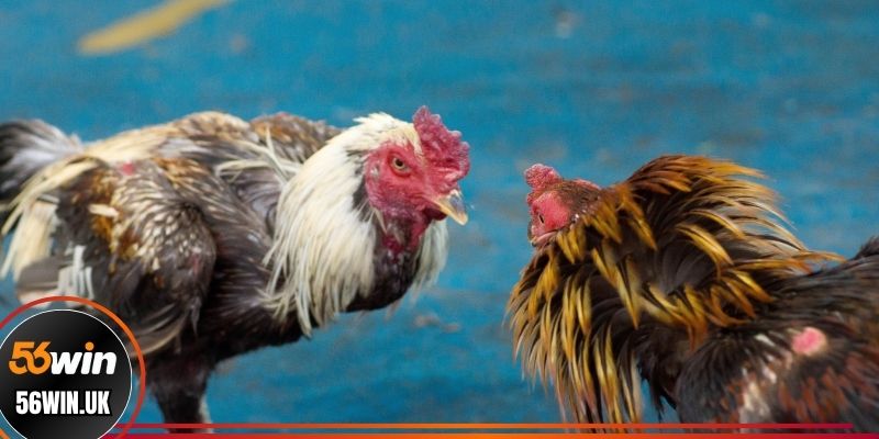 Ưu điểm khi theo dõi đá gà Azpro trực tiếp ở 56win